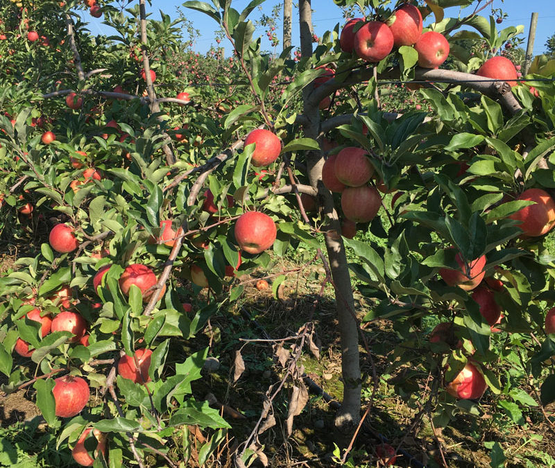 Pick-Your-Own Apples at Saunderskill Farms, Accord, NY