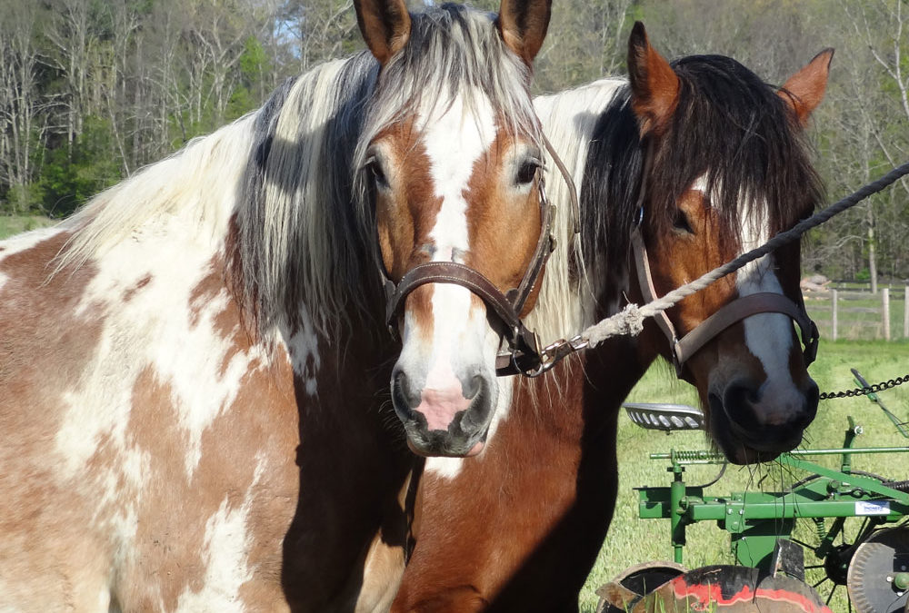 Draft Horse Spring Plow 2020- Canceled