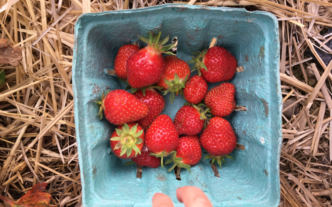 Strawberry Season at Saunderskill Farm - Pick-your-own strawberries!