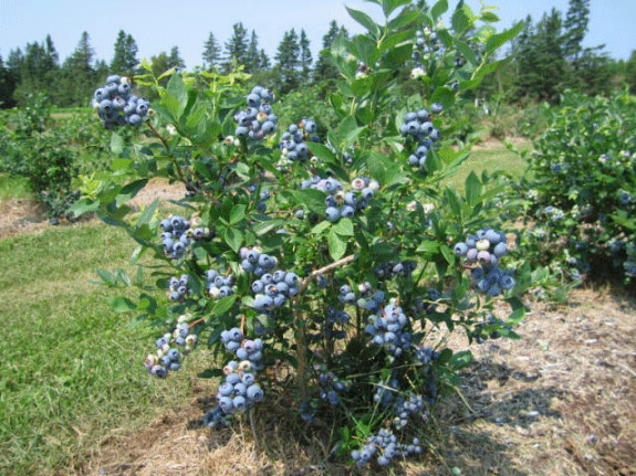 Blueberry Bushes 