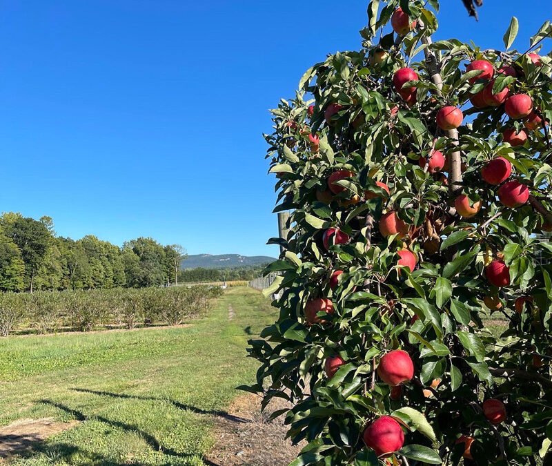 Saunderskill Farm Pick Your Own Apples