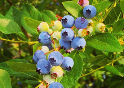 Saunderskill Farm Pick Your Own Blueberries