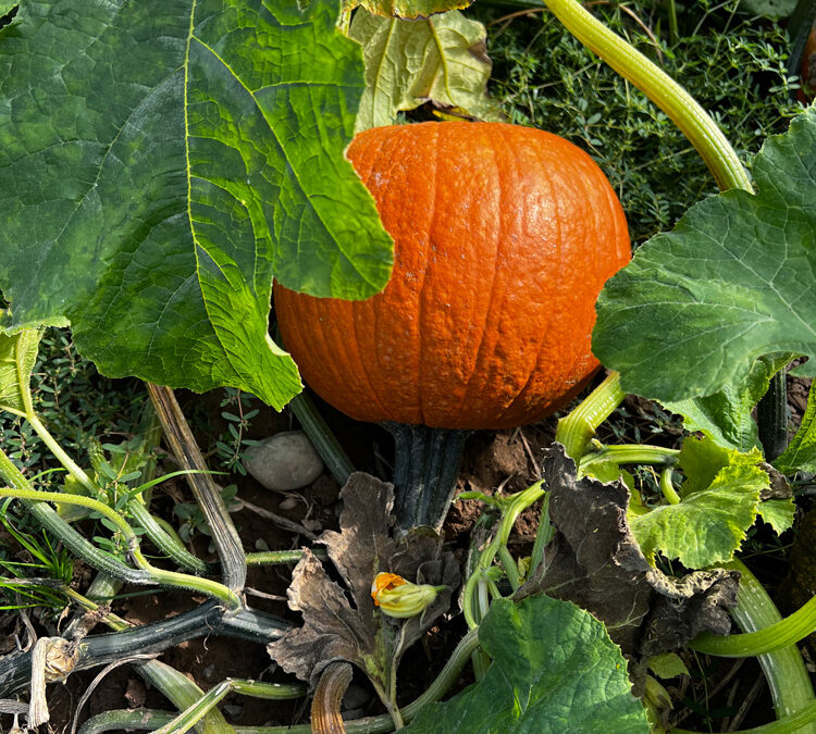 Pumpkin Picking, Hayrides and Corn Maze!