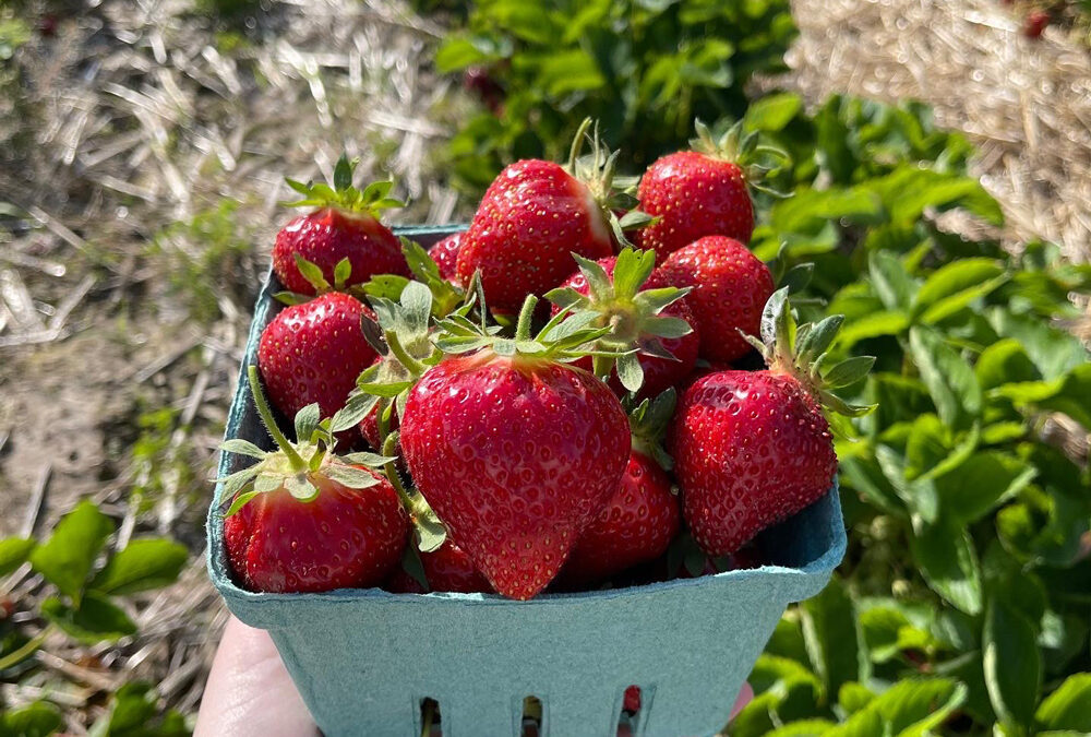 Homegrown Strawberries