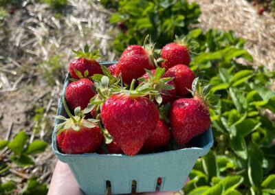 Saunderskill Farm Pick Your Own Strawberries