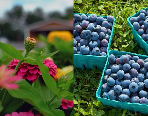 FlowerBlueberry Pick your own blueberries and flowers at Saunderskill Farm