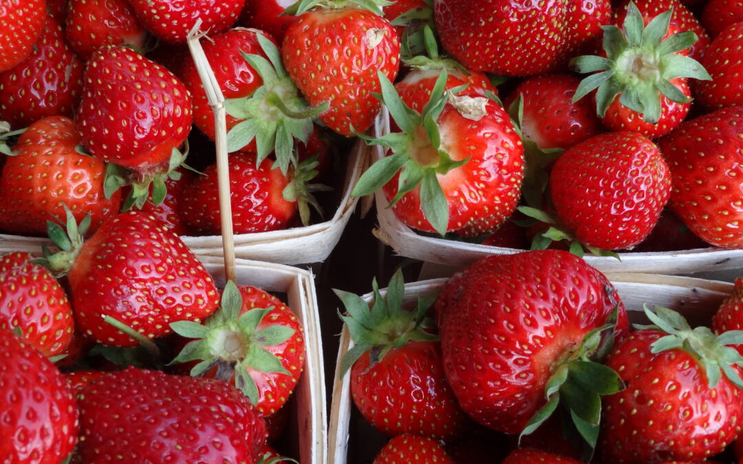 Pick Your Own Strawberries