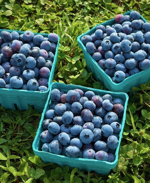 Pick Your Own Blueberries