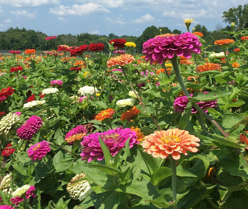 Pick Your Own Flowers