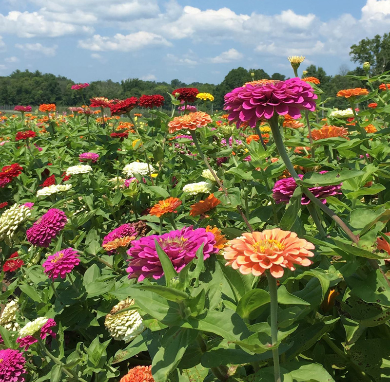 Pick Your Own Flowers at Saunderskill Farms